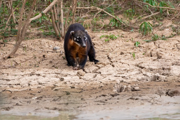 Ein Nasenbär am Teichufer mit einem erbeuteten Frosch in der Frontale im Pantanal