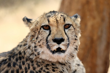 Cheetah Portrait, Big Cat, Spotted Cat, African Wildlife, Safari Animals, Wildlife Photography, Okonjima Nature Reserve, Namibia