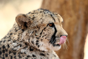 Cheetah, Cheetah Tongue, Big Cat, Spotted Cat, African Wildlife, Safari Animals, Wildlife Photography, Okonjima Nature Reserve, Namibia