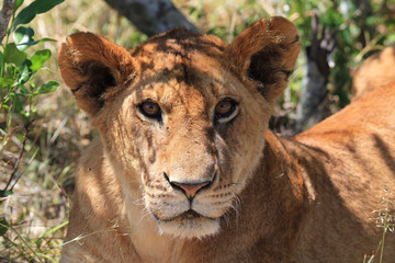 Fototapeta na wymiar Lion Headshot, Lioness, Big Cat, Wild Lion, African Wildlife, Safari Animals, Nature Photography, Maasai Mara, Kenya