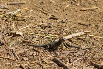 fence lizard basking in the sun on dirt littered with sticks