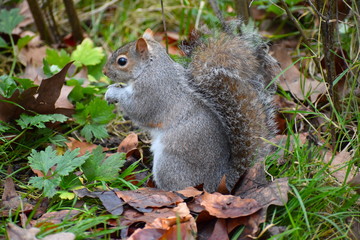 Naklejka na ściany i meble Grey Squirrel is the most likely mammal for visitors to see in central London parks. Squirrel species were introduced from North America and replaced the native red squirrel throughout much of the UK