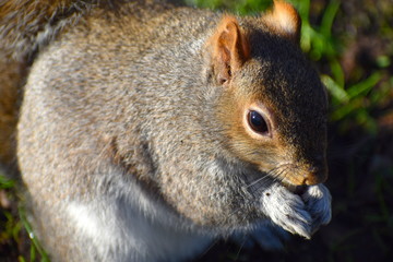 Extreme grey squirrel close up eating nuts. It has silver coat brownish face and feet, pale underside, bushy tail. It is easily distinguished from red squirrel by its larger size smaller ears no tufts