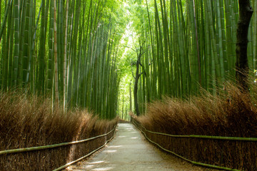 京都　竹林の道