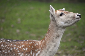 Obraz premium Fallow deer Dama dama is a ruminant mammal Cervidae family. Fallow deer are medium to large sized. Common species native to Europe introduced to Britain from western Mediterranean during Roman period