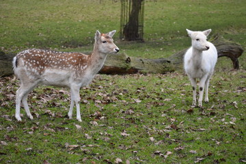 Chestnut coat doe white mottles light tail with black stripe. White variant of fallow deer. Country and forest estates in UK gain revenue from recreational stalking and farming fallow deer for venison