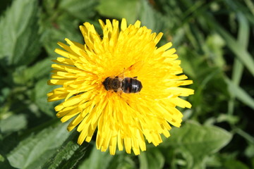Busy Scottish Bee