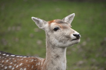 Head of a fallow deer in free London zoo with collection of rare exotic birds mammals. Zoo plays an important role in the interpretation and education of the habitats and wildlife of Hampstead Heath