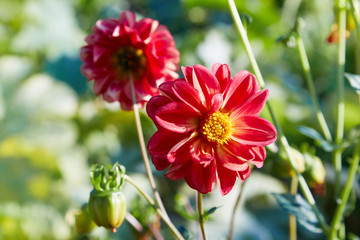 Dahlia Flower, Big Brother, growing in garden. Red blossom of dahlia. 