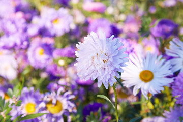 Chrysanthemum flowers as a background close up. Pink and purple Chrysanthemums in autumn. Chrysanthemum wallpaper. Floral background. Selective focus.