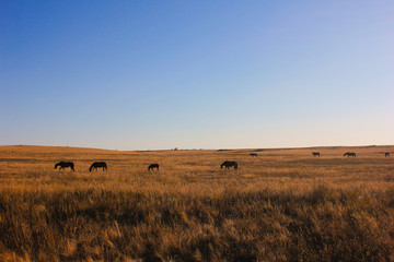 Obraz premium Beautiful brown horse standing in pastel green growing rye field. Photography of a field with horses and a clear sky