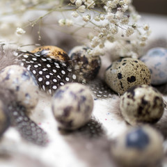Fototapeta na wymiar The Rustic Basket with quail eggs and feathers on dark wooden background