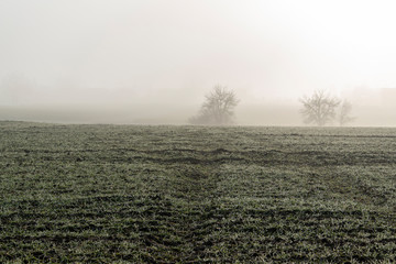 Fototapeta na wymiar Nebel über Wiesen und Felder am Stadtrand von Bünde in Ostwestfalen