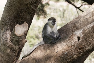 Obraz premium Grivet monkey, Chlorocebus aethiops, on a tree, in Ethiopia.