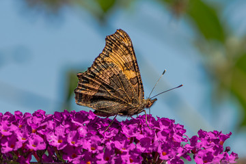 Peacock butterfly on purple flowers with its wings closed