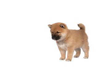 Shiba Inu puppy standing isolated on a white background with space for tekst copy space