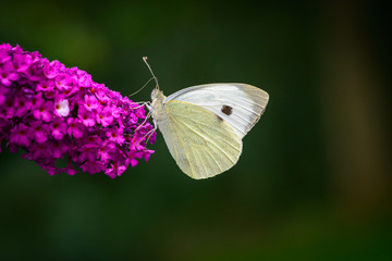 Cabbage white butterfly on a purple Buddleja davidii flower
