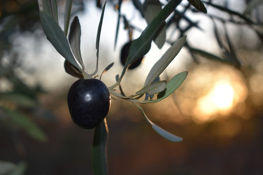 oliva