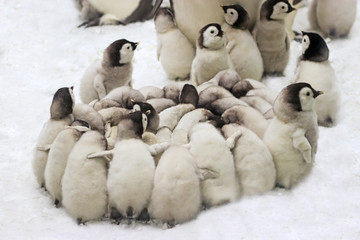 group of emperor penguin chicks gathering