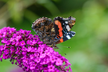 The Red Admiral, Vanessa atalanta, a beautiful colourful butterfly on a purple flower