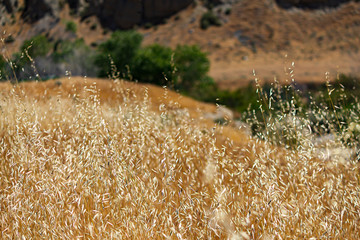 heads of mature wild oat grass gowing free