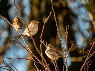 Sparrows are sitting on the branches. Close-up. Little birds in the winter.