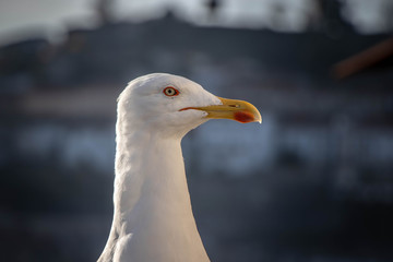 Close-up of a wild white seagull