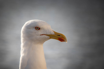 Close-up of a wild white seagull