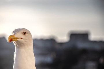 Close-up of a wild white seagull