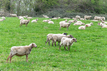 Fototapeta premium A flock of sheep grazes in a green meadow. Countryside landscape with livestock on a pasture.