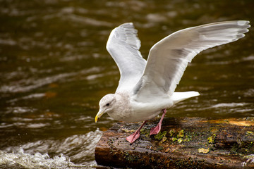 Seagull on log with wings spread near river