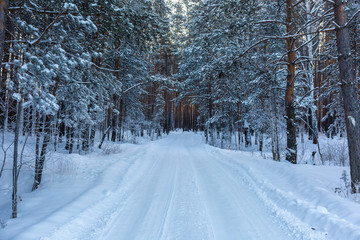 Fototapeta premium winter landscape with pine forest with snowy trees and road