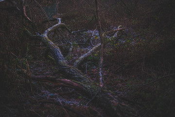 Large fallen tree with branches at night