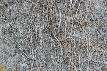 Dried out climbing plant on old wall