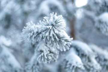 frozen coniferous branches in white hoarfrost against the background of a winter forest in the backlight of the rising sun