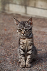 tumor on the head of a sick stray kitten cones on the cheek cancer