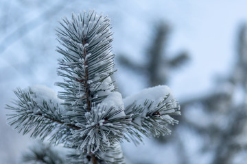 frozen coniferous branches in white hoarfrost against the background of a winter forest in the backlight of the rising sun