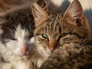 Cats are sitting in a row on the porch of the house. A family of cats basks in the sun.