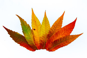 random leaves autumn color abstract full rainbow some