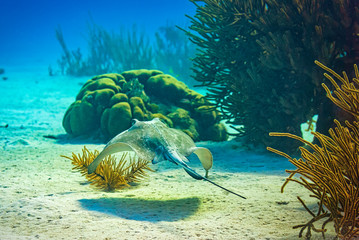 Stingray swimming towards coral head