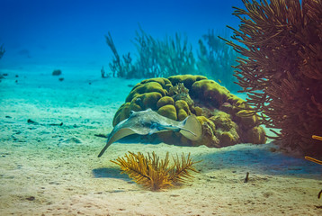 Stingray swimming towards coral head