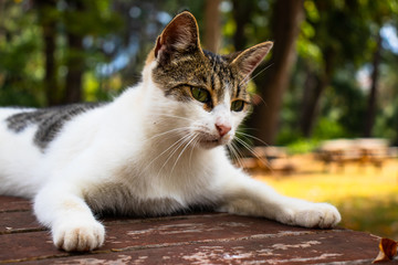 Naklejka na ściany i meble A cute street cat on the table in the park