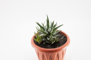 Haworthia in the brown pot, potted indoor flower on a white background,succulent in a brown pot