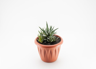 succulent in a brown plastic pot on a white isolated background,Haworthia in a brown pot on a white background,indoor plant, on a white isolated background