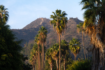 Fototapeta na wymiar California - Palm Trees and Mountains 