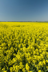 Obraz premium Rape great fields
