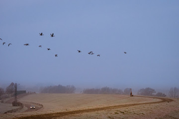 Migration birds from the arctic region overflying farmland in Germany