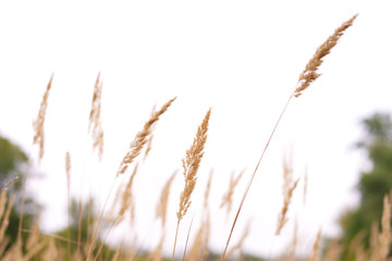 Fototapeta premium Savannah grass field in sun backlight,Twinkle with sunlight at noon.