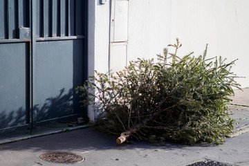 Fir tree thrown in the street after Christmas - Paris, France