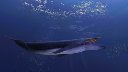 Blue whale underwater close to the sea surface chasing school of fish open mouth side view 3d rendering